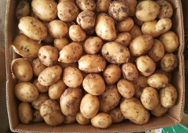 Поставка молодого картофеля